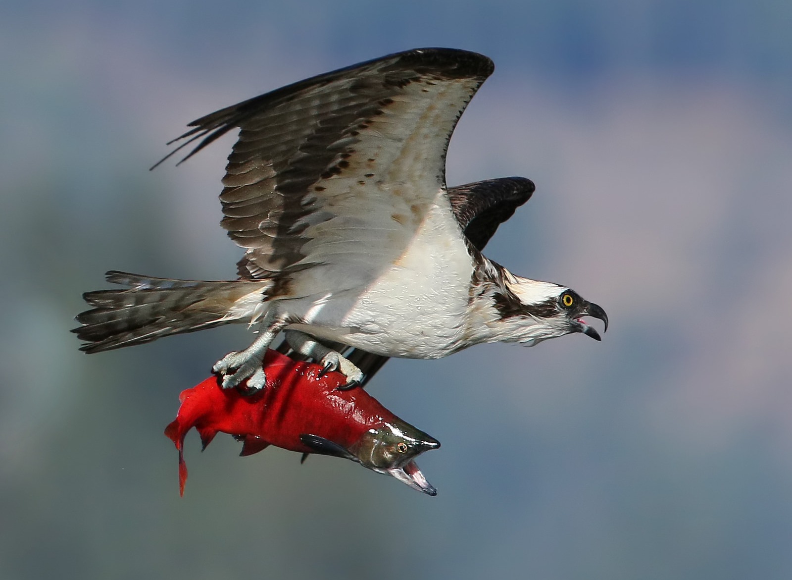 ����������